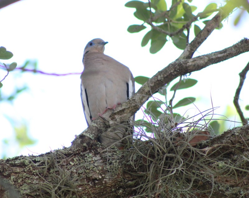 White-winged Dove - Marjory Pitcher