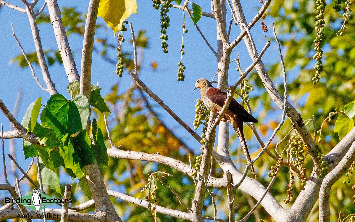 Sultan's Cuckoo-Dove (Sulawesi) - ML265859151