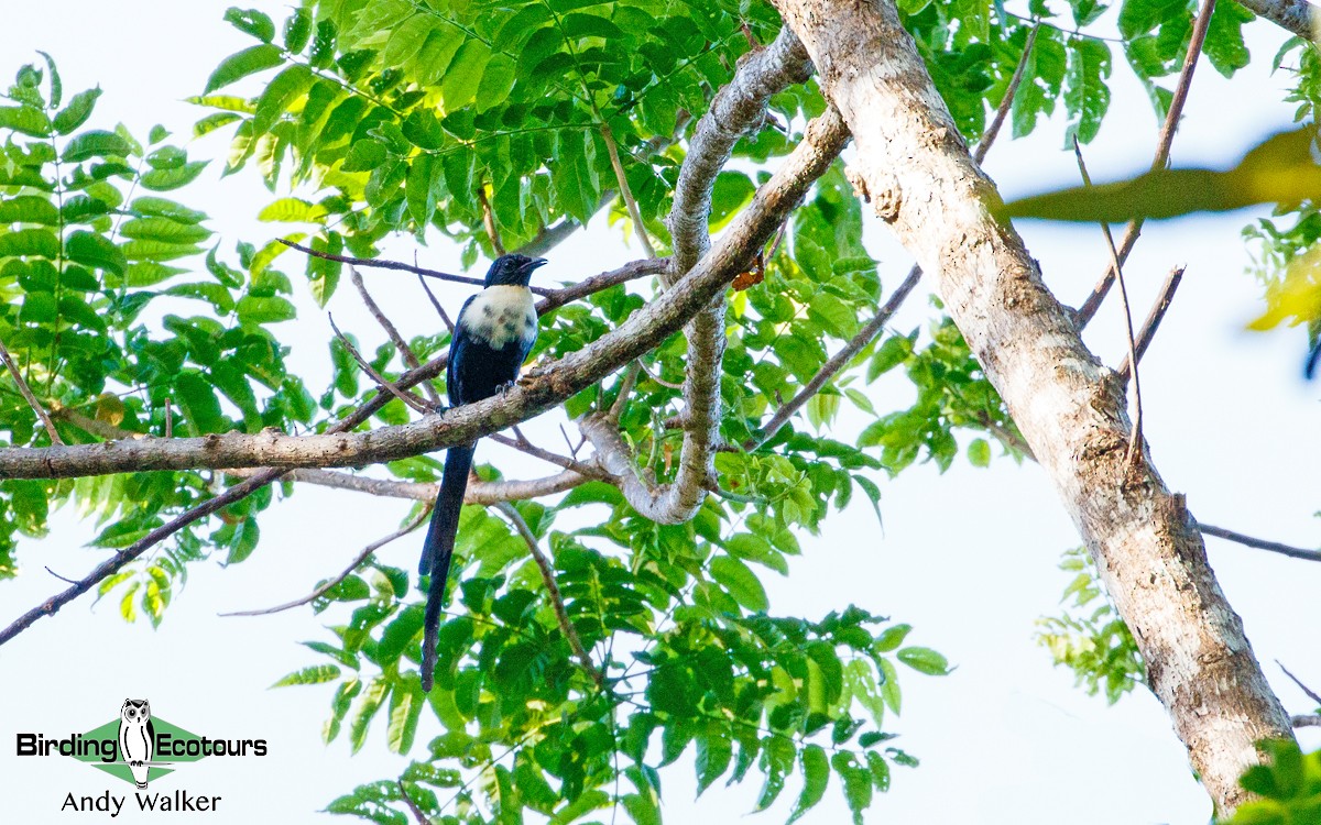 White-necked Myna (Northern) - Andy Walker - Birding Ecotours