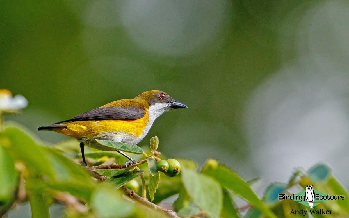 Yellow-sided Flowerpecker - Andy Walker - Birding Ecotours