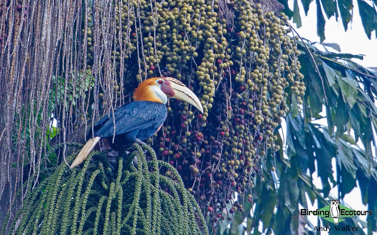 Blyth's Hornbill - Andy Walker - Birding Ecotours