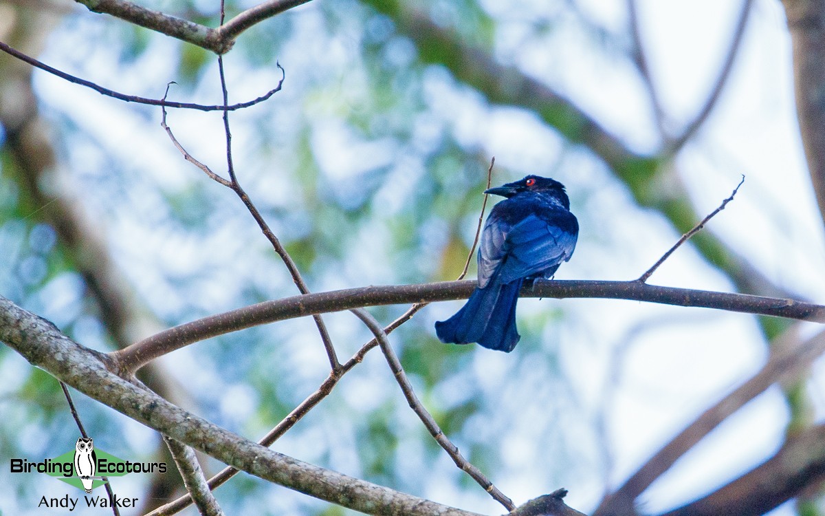 Spangled Drongo (Halmahera) - Andy Walker - Birding Ecotours