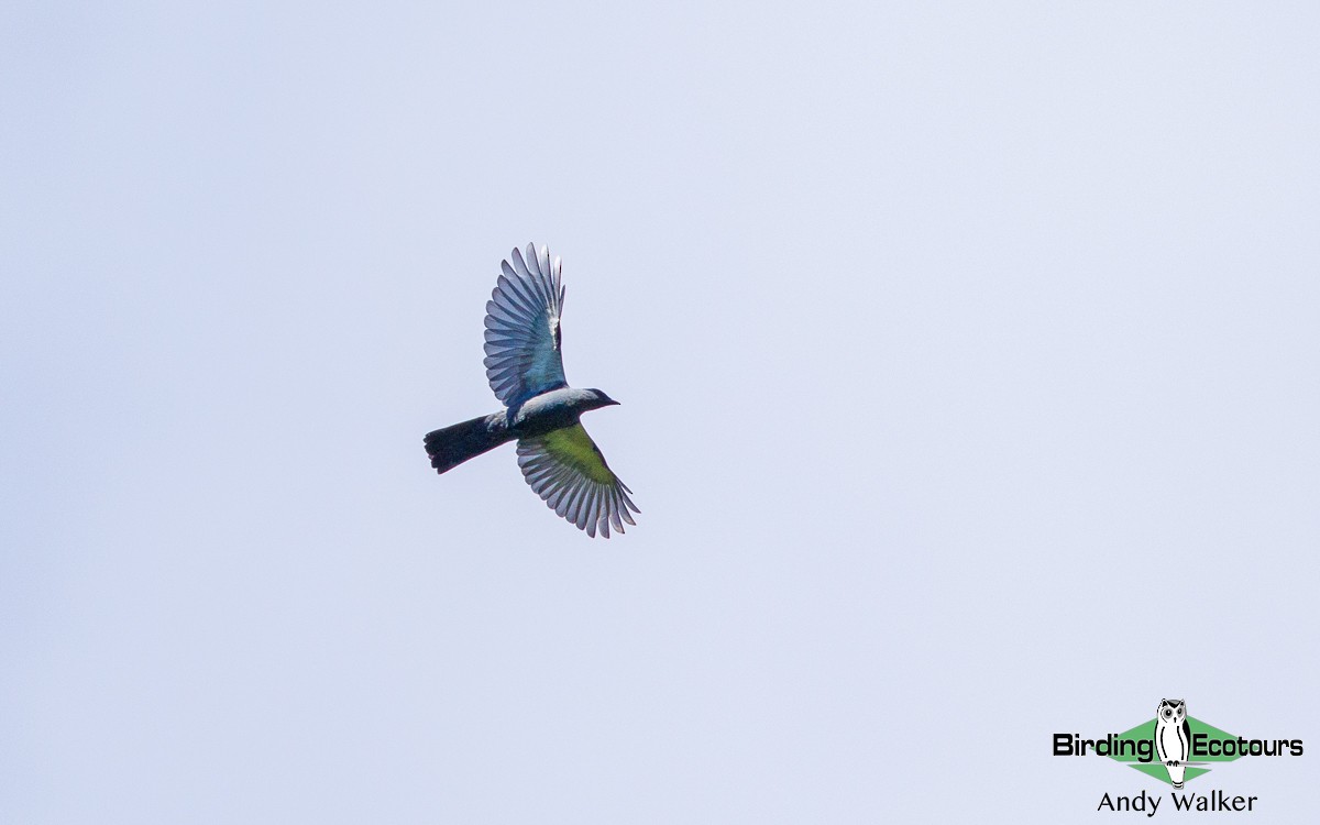 Moluccan Cuckooshrike - Andy Walker - Birding Ecotours