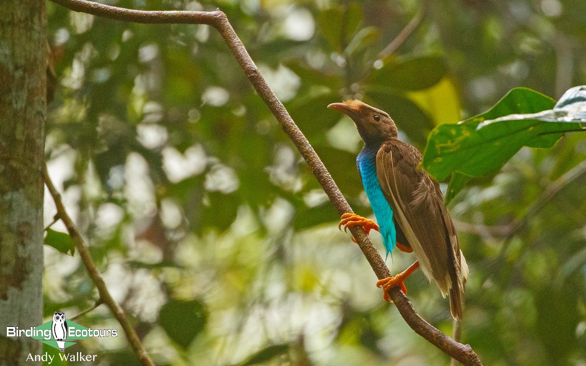 Standardwing Bird-of-Paradise - Andy Walker - Birding Ecotours