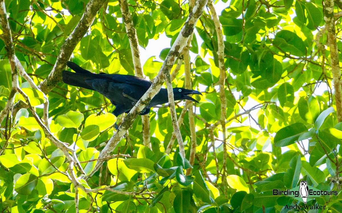 Long-billed Crow - Andy Walker - Birding Ecotours