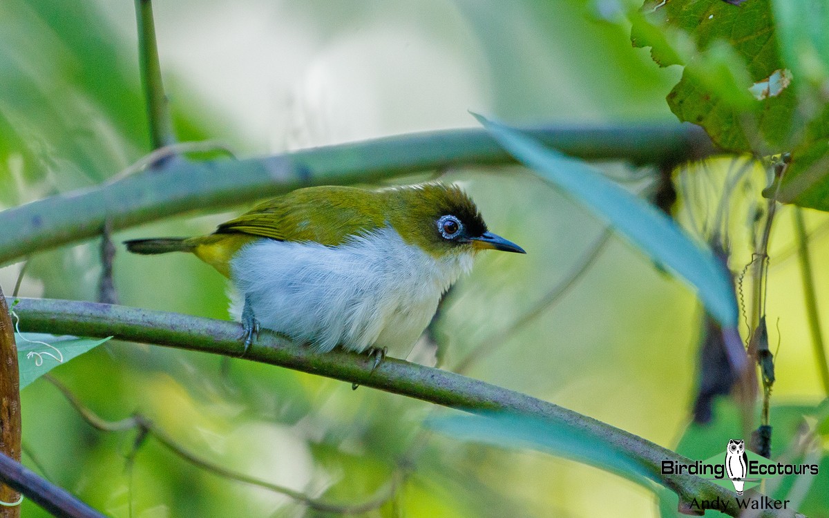 Cream-throated White-eye (Halmahera) - Andy Walker - Birding Ecotours