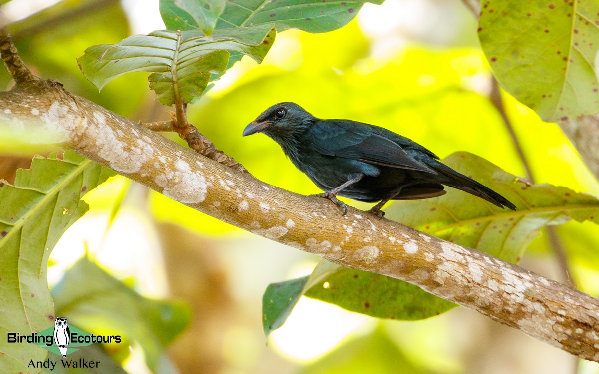 Moluccan Starling - Andy Walker - Birding Ecotours