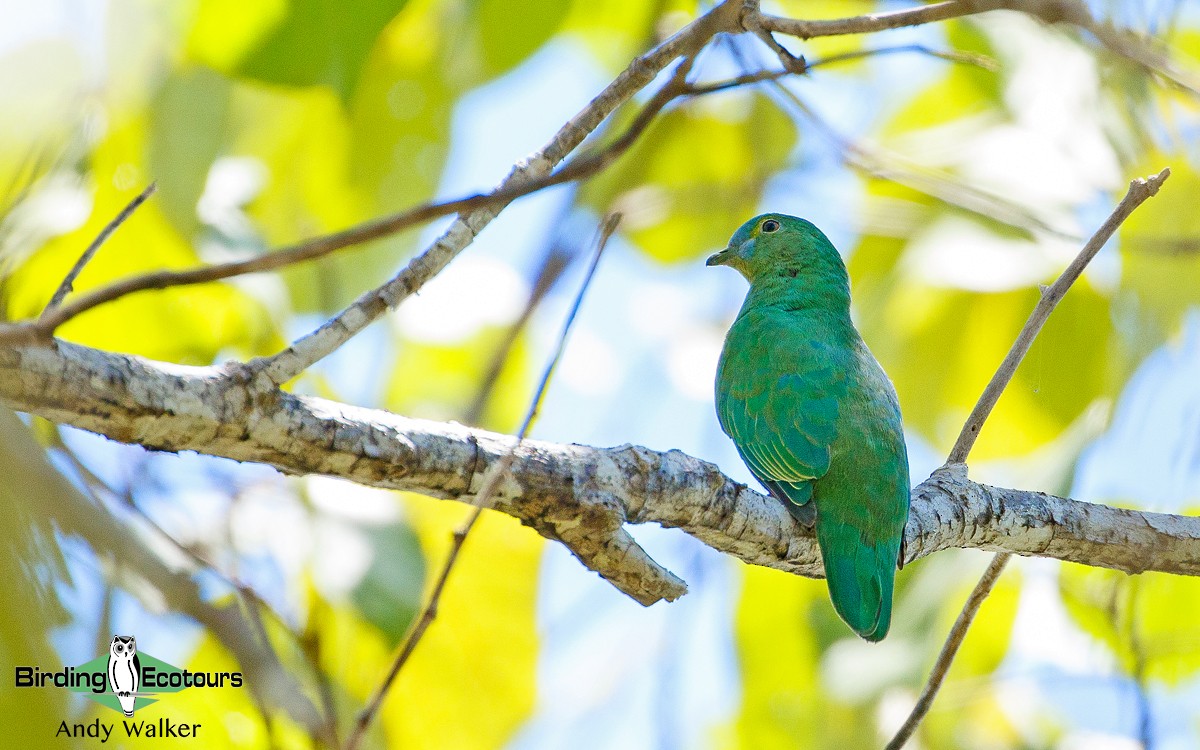 Blue-capped Fruit-Dove - Andy Walker - Birding Ecotours