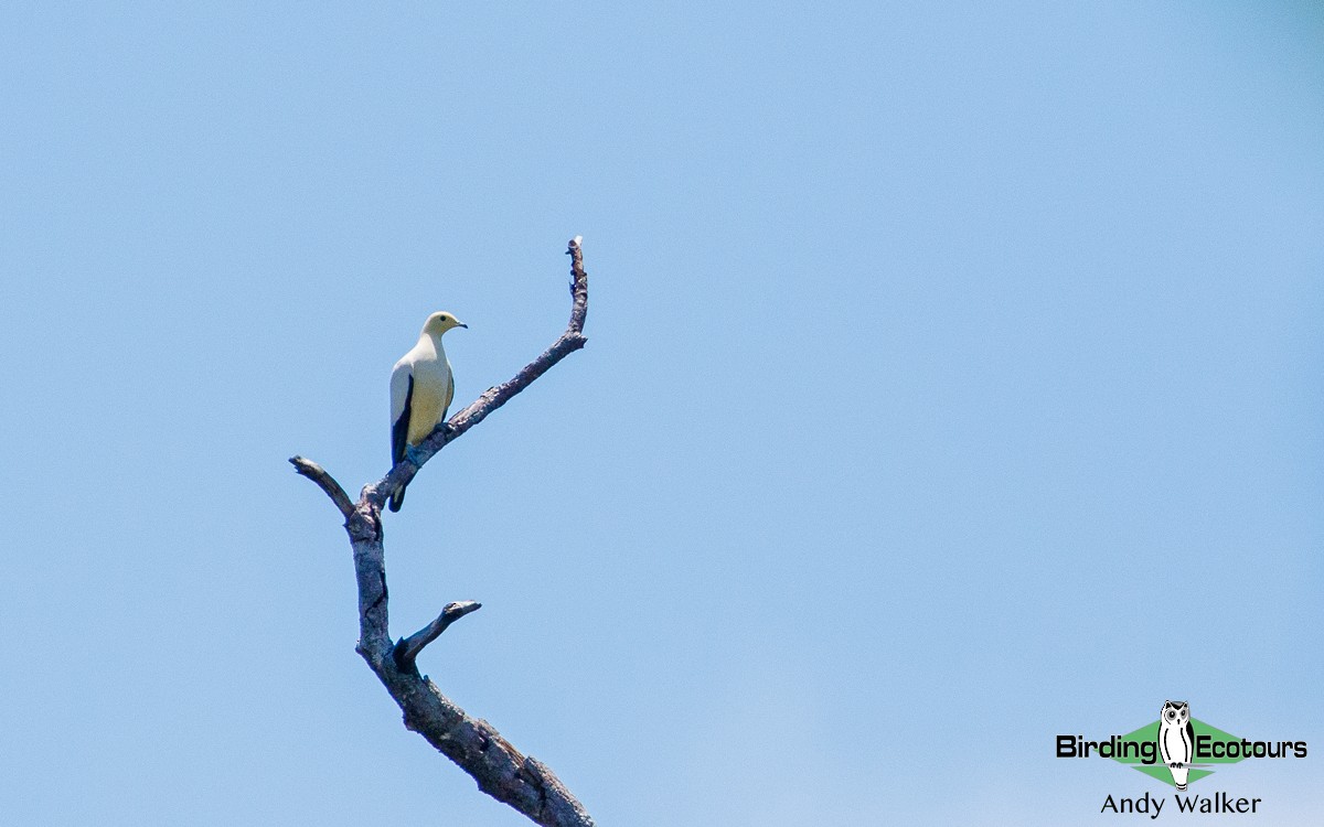 Pied Imperial-Pigeon - ML265861841