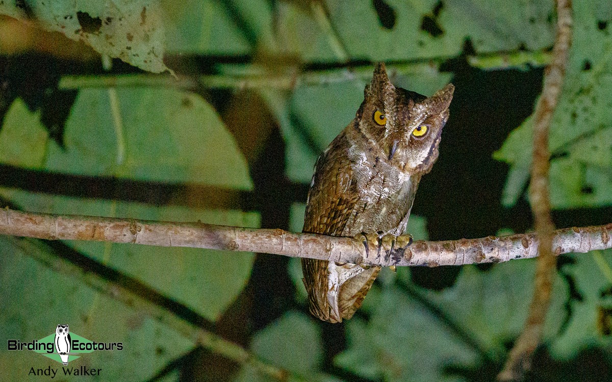 Moluccan Scops-Owl (Moluccan) - ML265861951