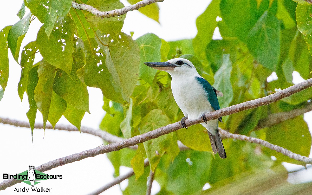 Beach Kingfisher (Beach) - Andy Walker - Birding Ecotours