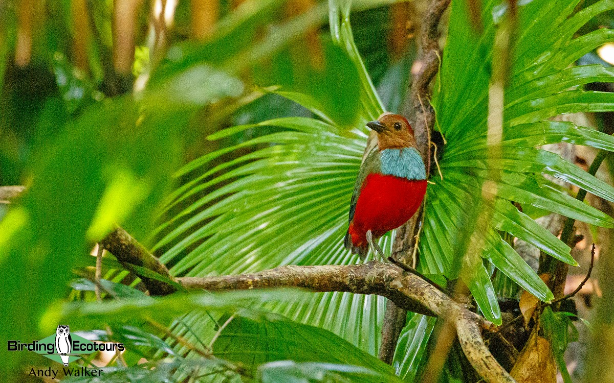 North Moluccan Pitta - Andy Walker - Birding Ecotours