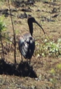 ibis hnědý - ML265863091
