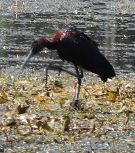 ibis hnědý - ML265863131