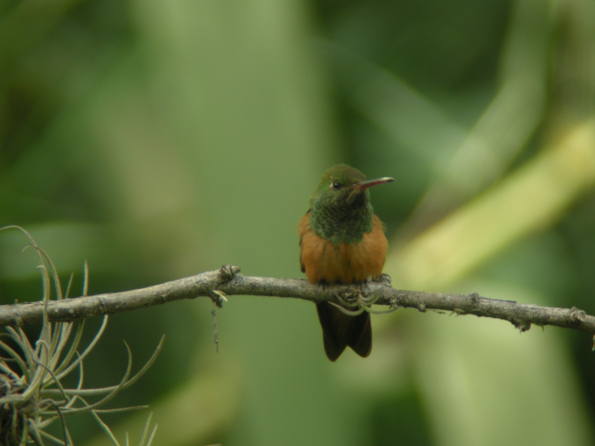 Chestnut-bellied Hummingbird - ML265864471