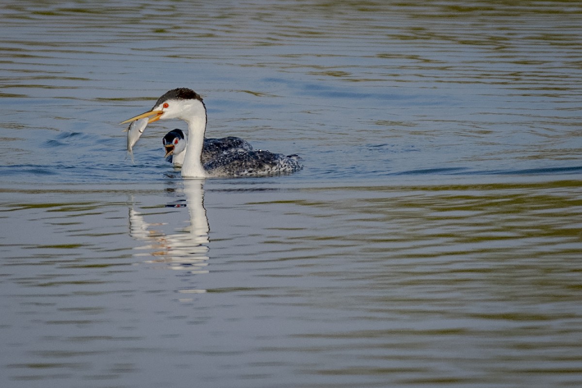 eBird Checklist 25 Sep 2020 Lake Mead NRA33 Hole