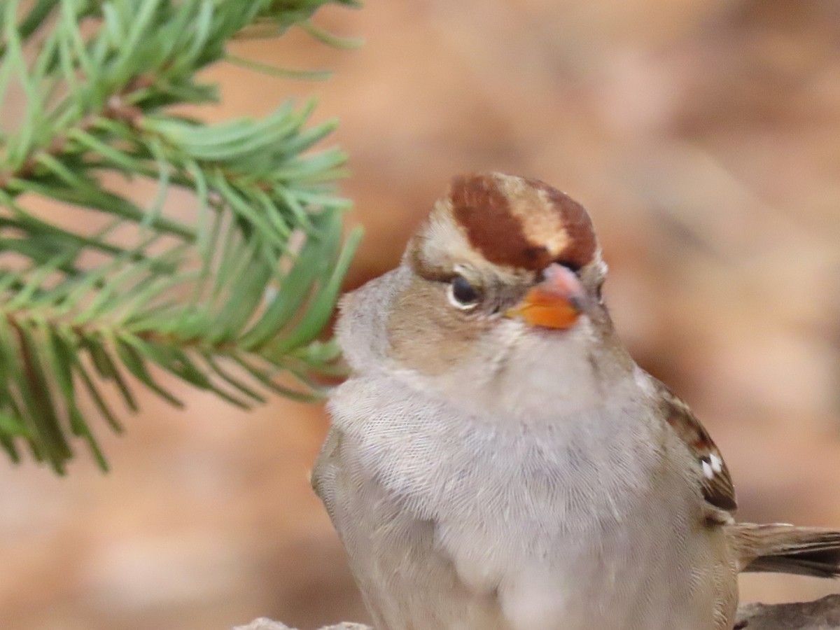 White-crowned Sparrow - ML265871471