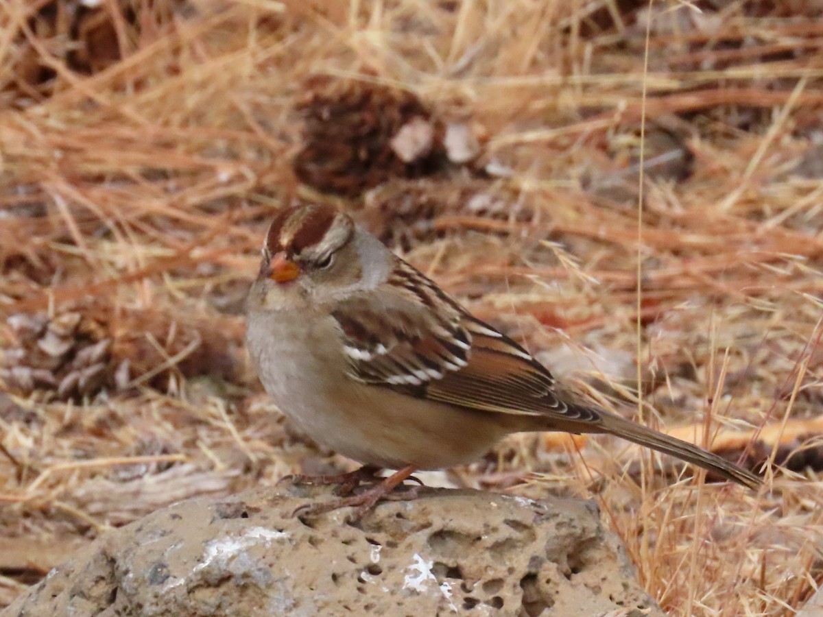 White-crowned Sparrow - ML265871481
