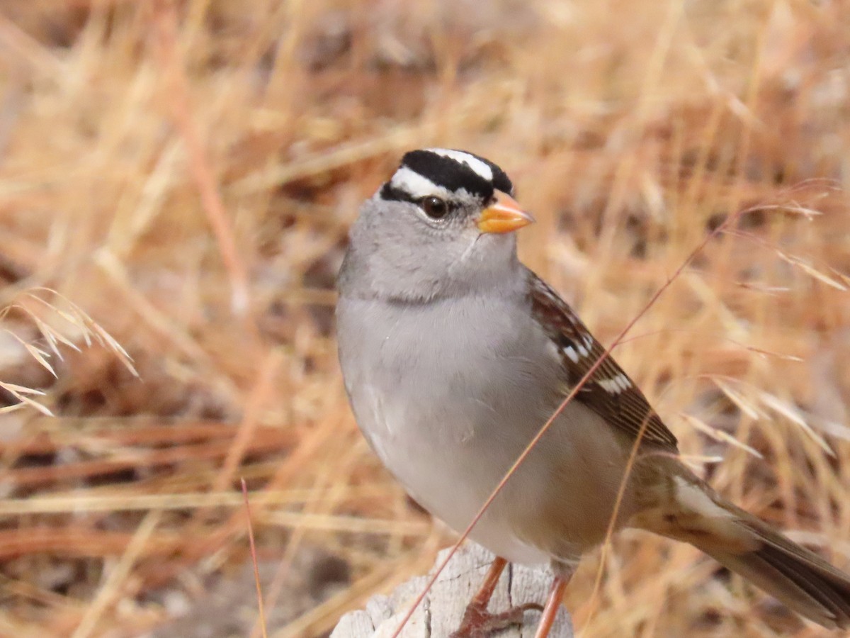 White-crowned Sparrow - ML265871491