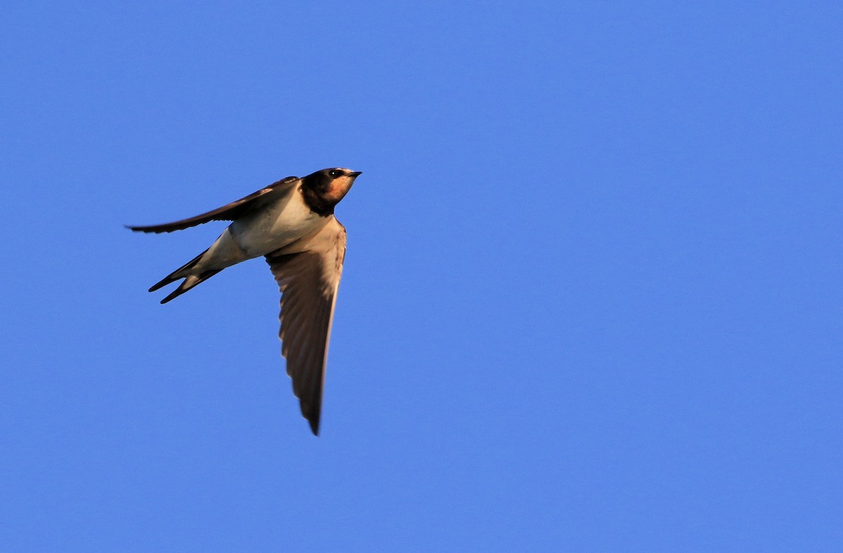 Barn Swallow - Patrick MONNEY