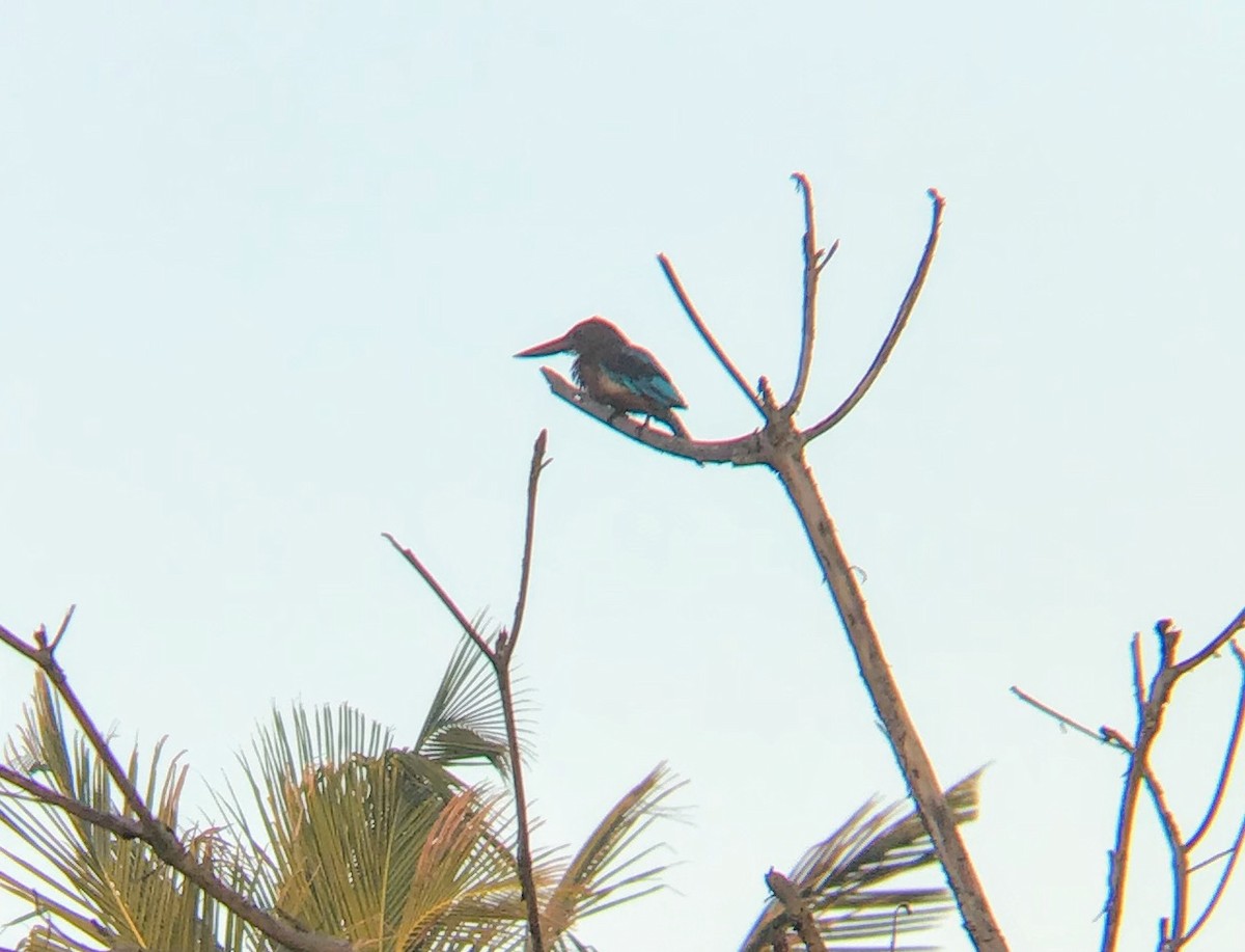 White-throated Kingfisher - Henry  Edelman
