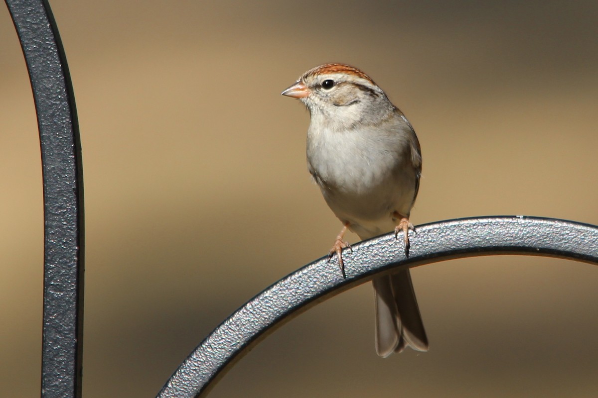 Chipping Sparrow - ML26587681