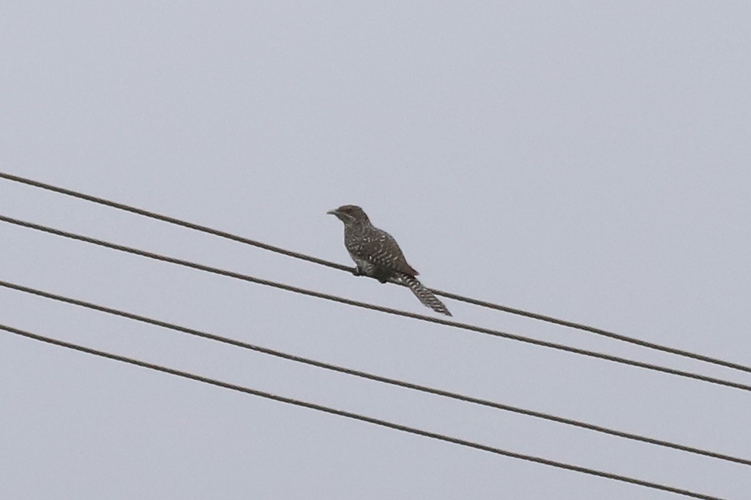 Common Hawk-Cuckoo - Adithi Rao