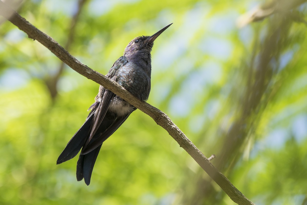 Swallow-tailed Hummingbird - Luiz Carlos Ramassotti