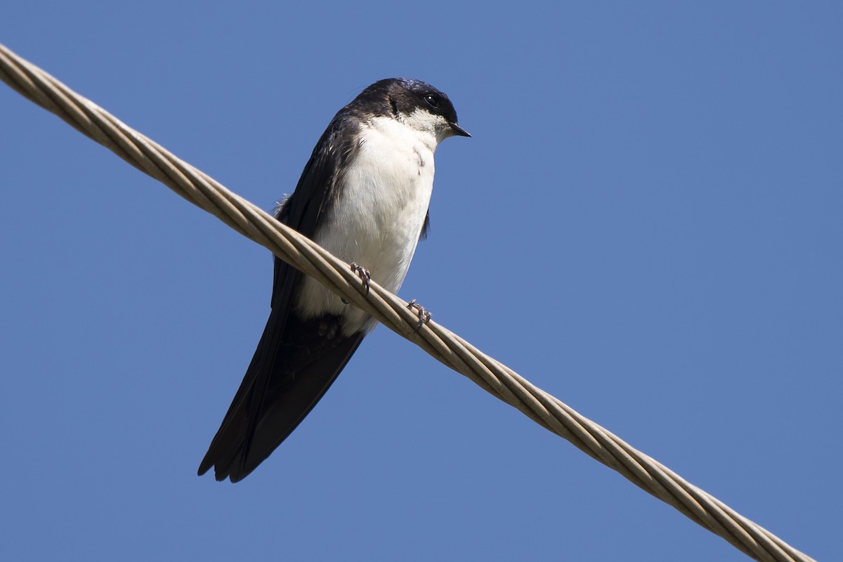 Blue-and-white Swallow - ML265884291