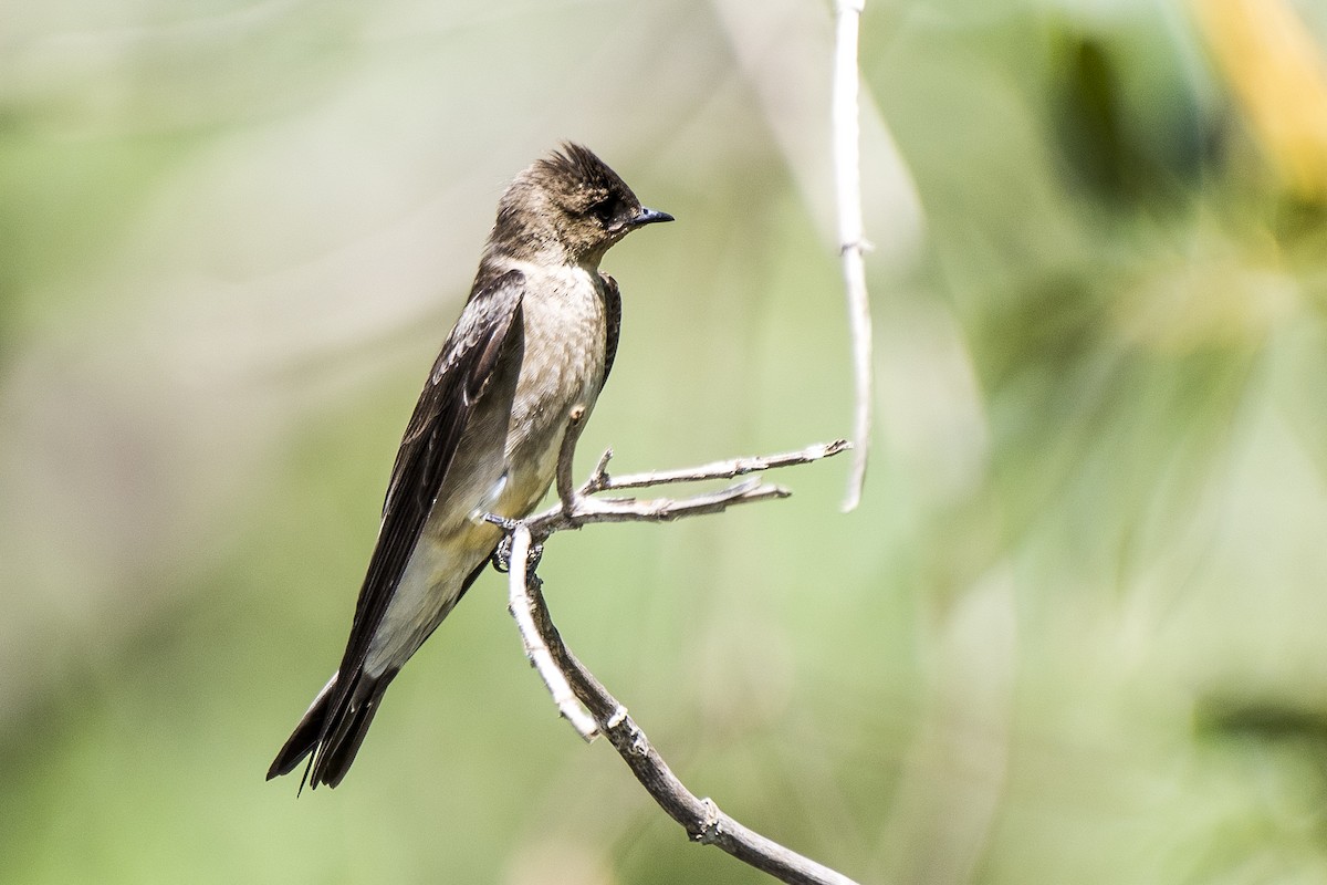 Southern Rough-winged Swallow - ML265884331