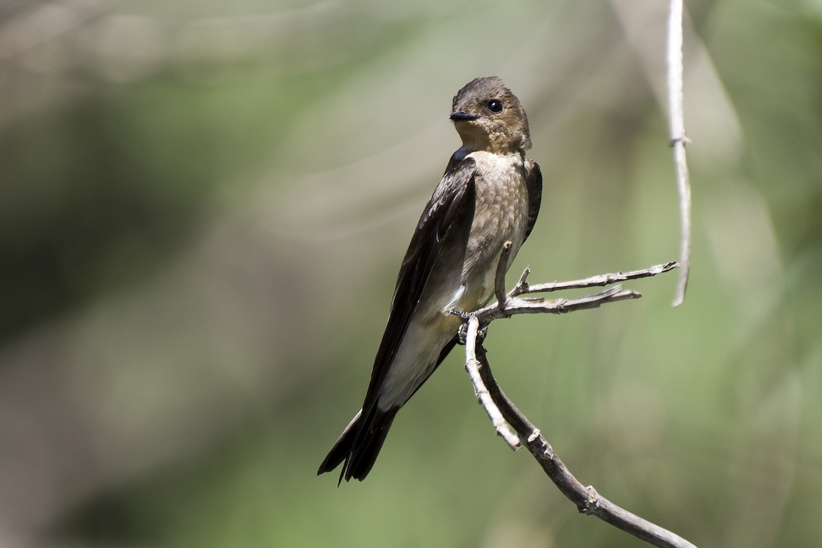 Southern Rough-winged Swallow - ML265884371