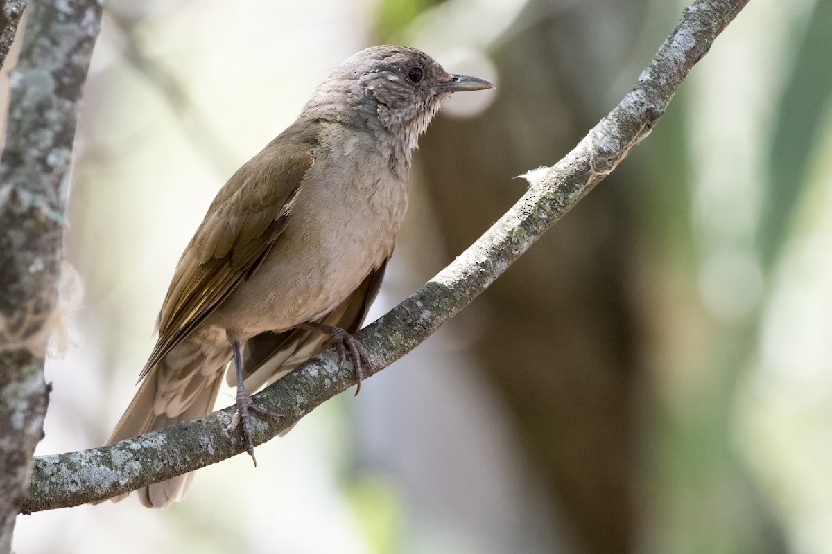 Pale-breasted Thrush - ML265884481