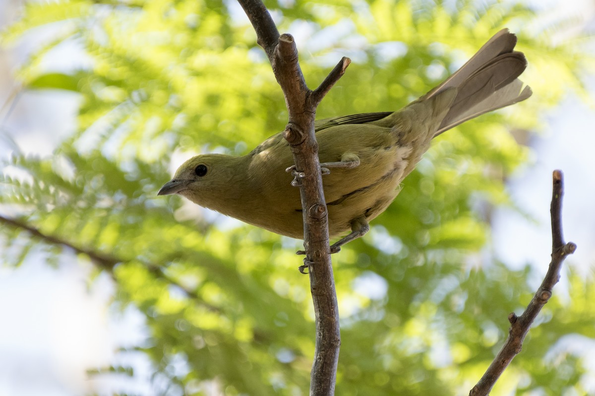 Palm Tanager - ML265884621