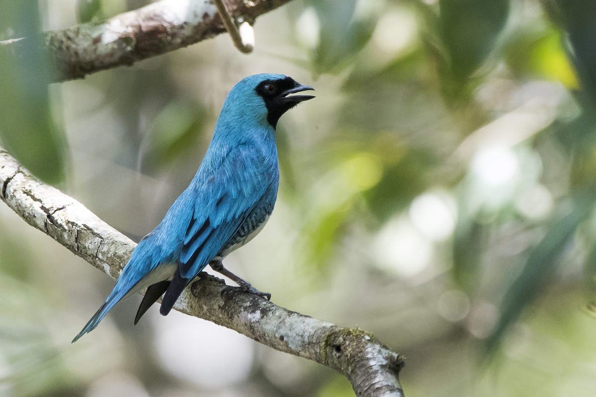 Swallow Tanager - ML265884651