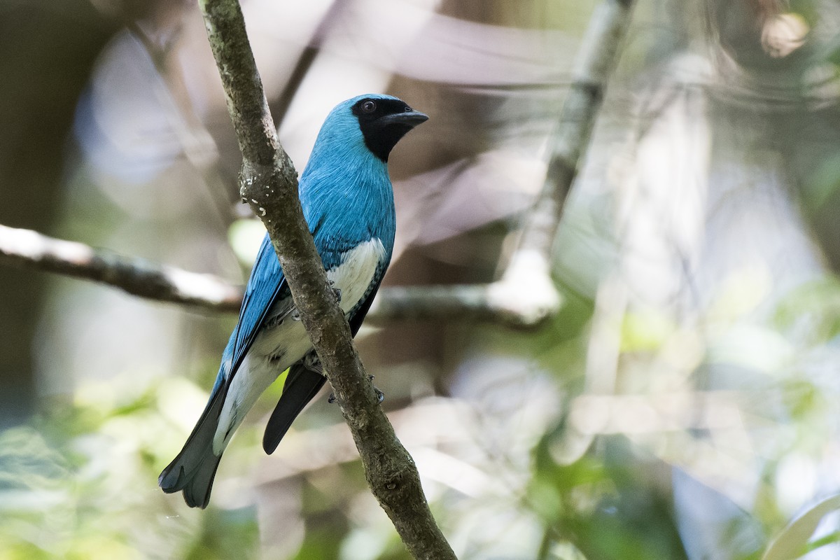 Swallow Tanager - ML265884661