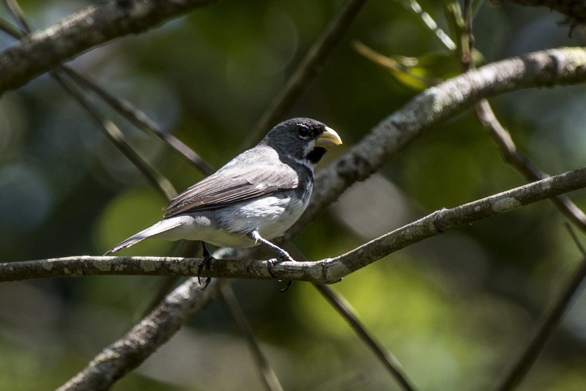 Double-collared Seedeater - ML265884701