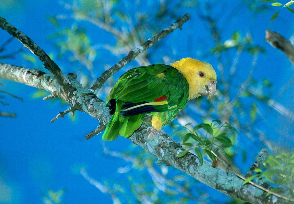 Yellow-headed Parrot - Garett Hodne