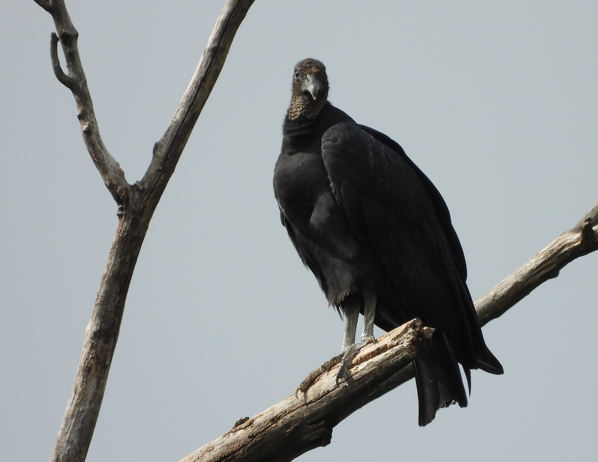 Black Vulture - ML265891251