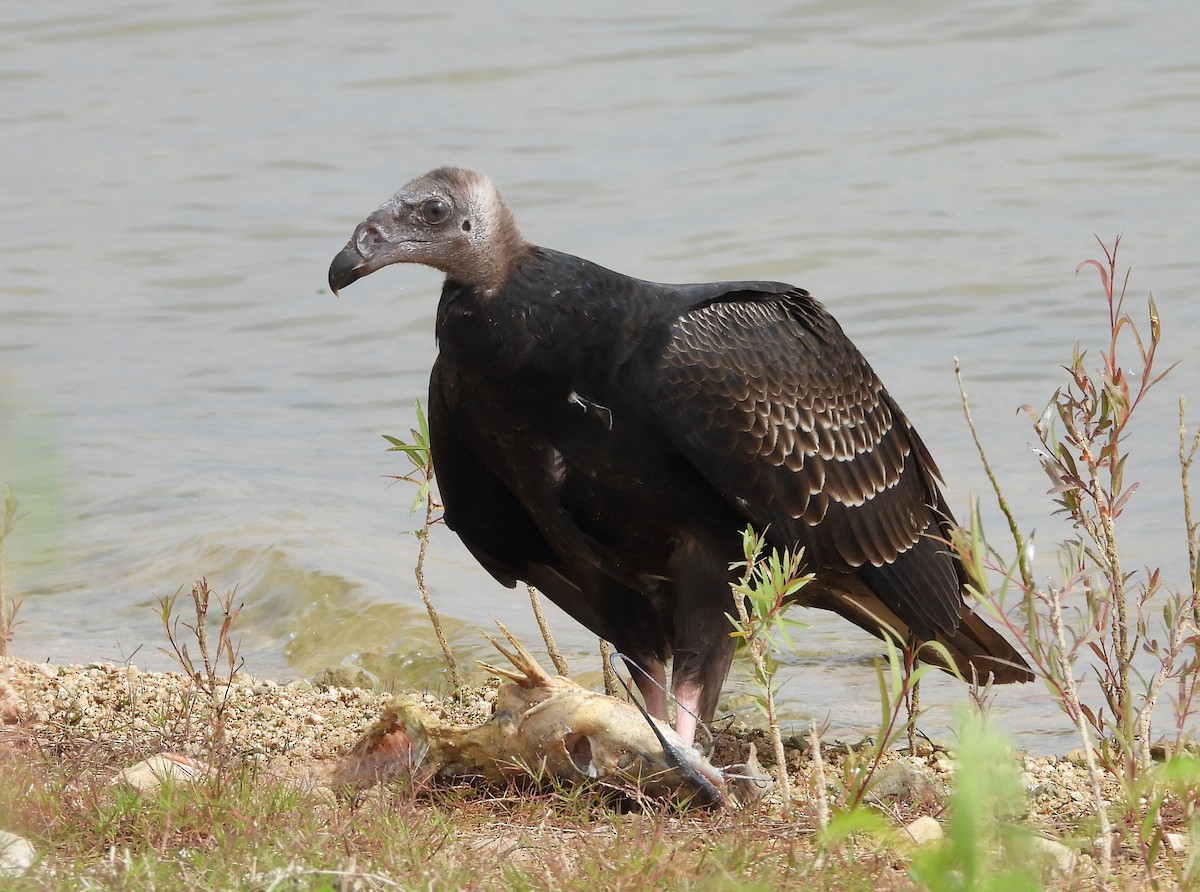 Turkey Vulture - Chris Davis