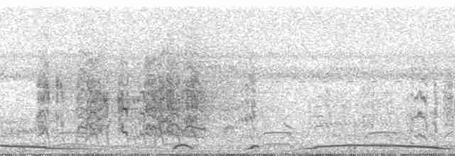 holub neotropický - ML265896