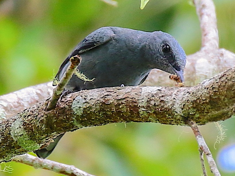 Papuan Cicadabird - Anonymous