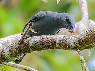  - Papuan Cicadabird