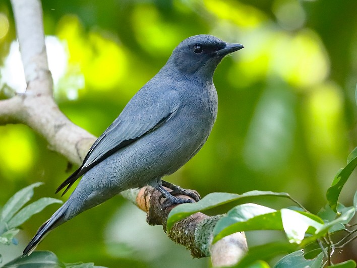 Burung cuckoo