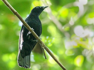  - Black Cicadabird