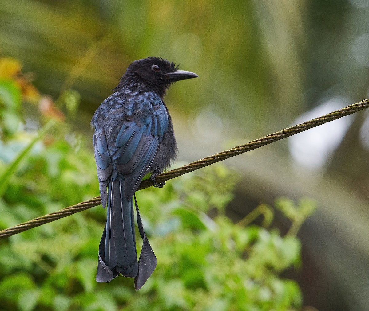 Greater Racket-tailed Drongo - ML265904211