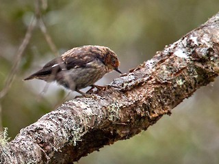 Молодая птица - Lars Petersson | My World of Bird Photography - ML265906881