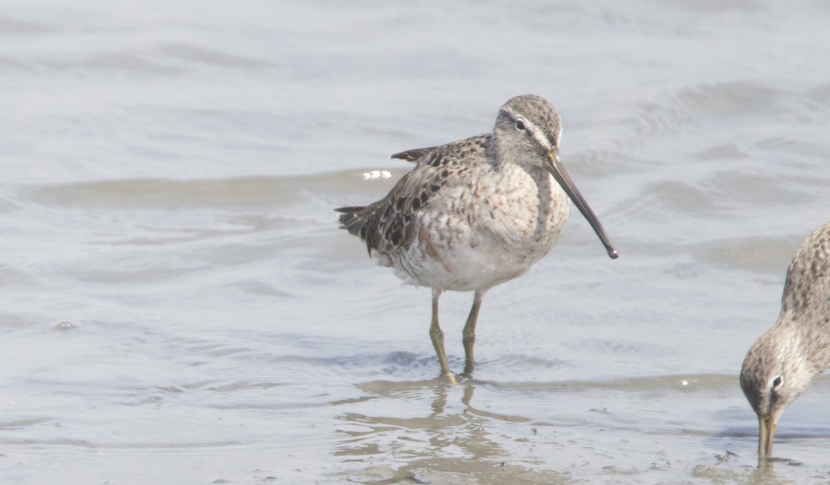 Long-billed Dowitcher - ML26590931