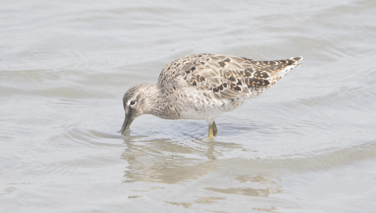 Long-billed Dowitcher - ML26590941