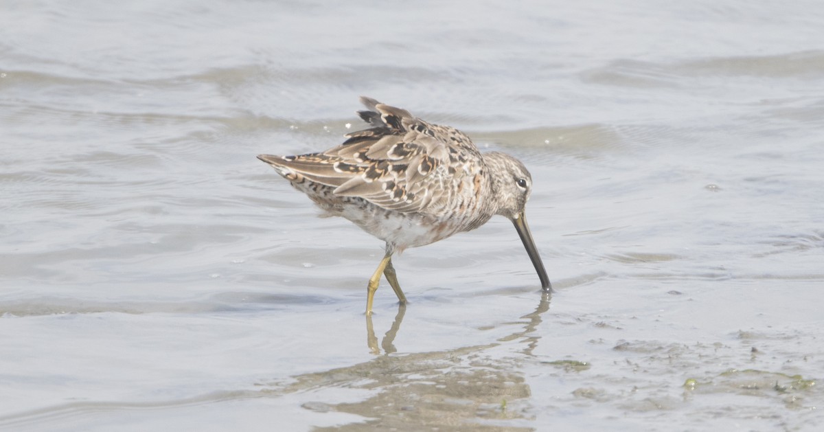 Long-billed Dowitcher - ML26590951
