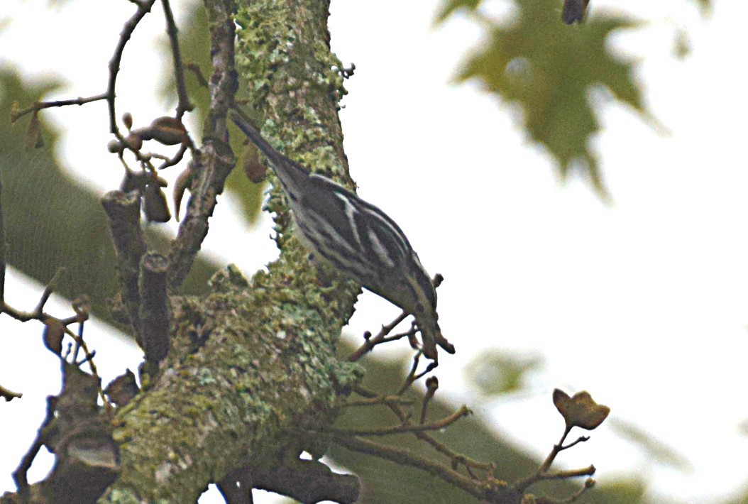 Black-and-white Warbler - ML265909571